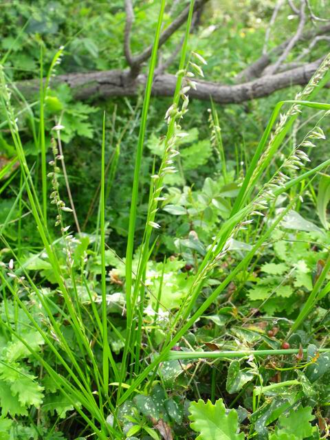 Melica minuta / Melica minuta